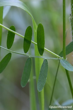 Leaves